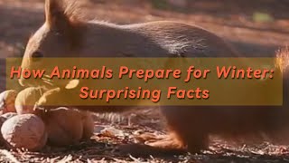 How Animals Prepare for Winter Surprising Facts [upl. by Olnton]