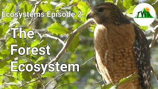 Ecosystems Episode 2 The Forest Ecosystem [upl. by Thorvald]