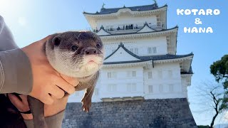 カワウソとはじめてのお城に行ってきた！ Otters Go to a Castle and Enjoy the City [upl. by Enwahs]