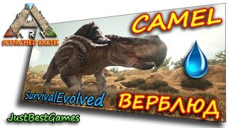 Ark Survival Evolved Scorched Earth  КАК ПРИРУЧИТЬ ВЕРБЛЮДА MORELLATOPS 2 [upl. by Sherar]