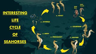 The Interesting Life Cycle Of Seahorse [upl. by Rolecnahc]