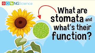 What are stomata and whats their function [upl. by Ymmak]