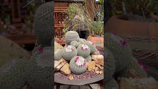 Over 15 years old Blooming and mature Mammillaria hahniana [upl. by Acnaiv]