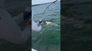 Big tarpon on the bridge shorts viral [upl. by Oicafinob]