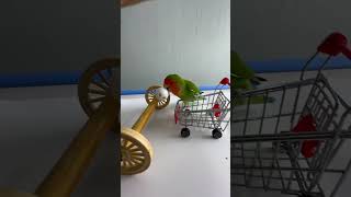 Bird Training  Smart lovebird Parrot  Smart Little Cute Parrot training smartparrot cute [upl. by Nilde77]