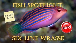 Fish Spotlight Six Line Wrasse [upl. by Moncear955]