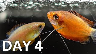 BREEDING Honey Gouramis  Day 1 to 150 [upl. by Dripps]