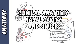 Clinical Anatomy  Nasal Cavity and Sinuses [upl. by Oirretna]