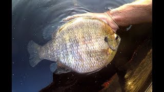 Fishing for TWO POUND PLUS BLUEGILLS [upl. by Rihat]