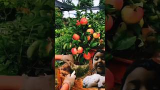 Apple fruit garden shortvideo shotrs fruit 🍎🍎🍎 [upl. by Latif]