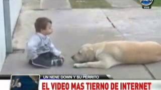 video labrador [upl. by Titus]