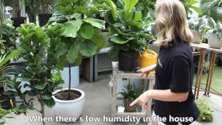 How to care for your Fiddle Leaf Fig plant or Ficus Lyrata [upl. by Auberon]