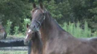 Saddlebred mare and filly [upl. by Aguste]