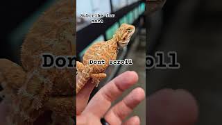 smile beardeddragon lizard reptiles fyp shorts reels shortvideo pets subscribe reptiles [upl. by Tamsky]