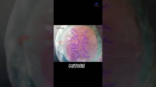 Mitosis cell division short video  cytology [upl. by Ttevi744]