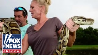 Python Huntress helps Florida tackle slithering reptile invasion [upl. by Abehsile]