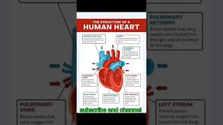 structure of human Heart [upl. by Yerok]