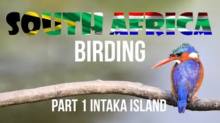 South Africa Birding Part 1 Intaka Island [upl. by Chicoine271]