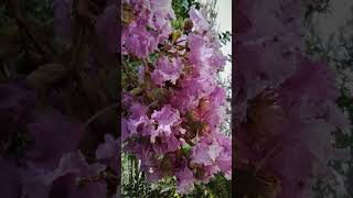 Lagerstroemia indica plant [upl. by Suivat]