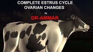 ESTRUS CYCLE IN COW [upl. by Kincaid239]