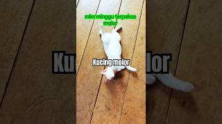 Kucing molor cat kucinglucuterbaru kucingterlucu funny pecintakucinglucu [upl. by Ingold]