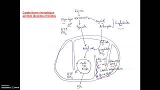 Début BCPST Catabolisme des glucides et lipides [upl. by Holleran628]