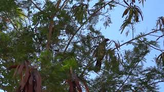 West Mexican Chachalaca [upl. by Edyak57]