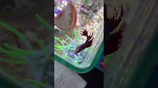 The BEST food for betta fish betta bettafish viralshort [upl. by Maiga149]