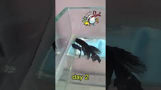 betta breeding day 1 bettafish breeding [upl. by Vogel178]