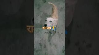 sabbhi ko ram ram bol rha hai 🙏🥰🙌 dog dogslover721 ramram shorts barking [upl. by Greerson]