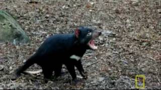 Bite of the Tasmanian Devil  National Geographic [upl. by Lrat]