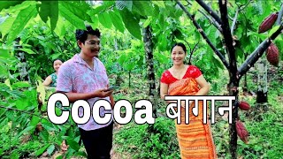 Cocoa trees  CoCoa बागान  cocoa [upl. by Aniroz322]