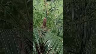 Cycas circinalis cycadaceae  gymnosperms cycas shortsvideo shortvideo shorts [upl. by Geithner]