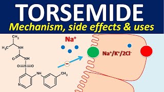 Torsemide  Mechanism side effects and uses [upl. by Lednik902]