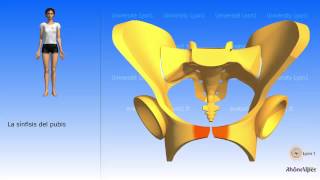 La pelvis simplificada el hueso coxal simplificado [upl. by Llertnad]