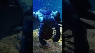 Trilobite e Anomalocaride  Documentari Dinosauri in Italiano [upl. by Rim]