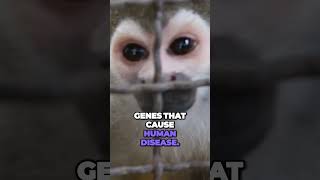 Mixing Of Human And Animal DNA With CRISPR documentary geneediting crispr dna [upl. by Tybie]