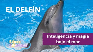 Los Delfines Inteligencia y Magia Bajo el Mar [upl. by Zirtaeb]