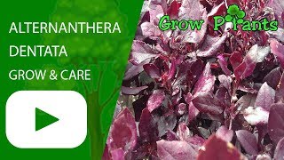 Alternanthera dentata  grow harvest amp eat [upl. by Kistner]