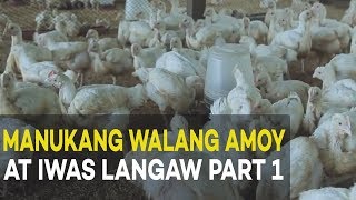 Manukang Walang Amoy at Iwas Langaw Introduction and Benefits  Agribusiness Broiler Farming Part 1 [upl. by Einra105]