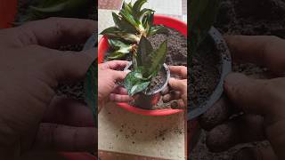 How to propagate snake plant from root division snakeplant shorts [upl. by Bolger292]