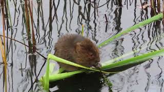 Water Vole at RSPB Minsmere [upl. by Dannie]