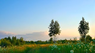 Relaxing birdsong in the evening in the field Meadow sounds in spring crickets [upl. by Annekam]