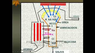 Fisiología de la secreción salival  Curso Residentado Médico  Fisiología [upl. by Galatea]