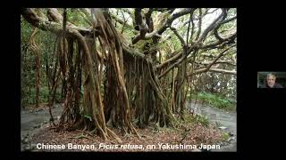 Street Trees  The Struggle for Survival Peter Del Tredici PhD [upl. by Temp]