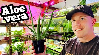 Aloe Vera Plant Care for Indoor Growing [upl. by Maudie]