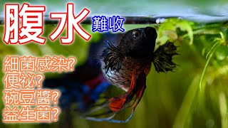 鬥哥生病了 鬥魚有腹水症狀 怎麼辦  Dropsy in Betta Fish  How To Treat DROPSY In Fish [upl. by De Witt]