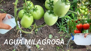 ¡AGUA MILAGROSA Potente Abonó Casero para tus plantas ¡Nunca mas lo tiraras  La Huerta En El Cam [upl. by Attenaej522]