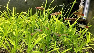 Vallisneria  Italian Val  Root Tab Fertilizer Experiment Part 3 [upl. by Carrington]