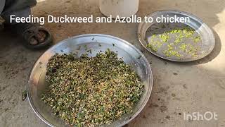 Feeding Azolla and Duckweed to chicken [upl. by Ehpotsirhc]